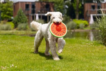 Preview: Wasserspielzeug - Melone (Frisbee) inkl. Igelball